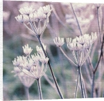 Michelle Garrett art print - Frosty poster