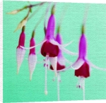 Natalie Lane art print - Fuchsia poster