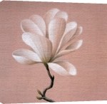 Brent Young art print - Gold Star Magnolia poster