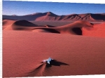 David Noton art print - Oryx Bone, Namib Desert poster