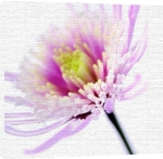 Ian Winstanley art print - Pink Flower poster
