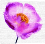 Ian Winstanley art print - Pink Poppy poster