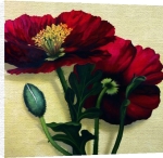 Rachel Deacon art print - Poppies poster