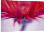 Ian Winstanley art print - Red Close-up poster