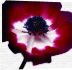 Ian Winstanley art print - Red Flower poster