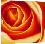 Carol Sharp art print - Rose poster