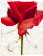 Sandi Fellman art print - Rose poster