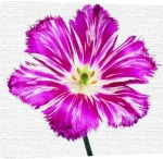 Peter Arnold art print - Tulipa Burgundy Lace poster