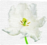 Peter Arnold art print - Tulipa white Parrot poster