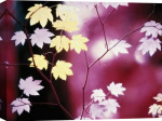 Paul Edmondson art print - Vine Maple Tree poster