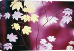 Paul Edmondson art print - Vine Maple Tree poster