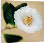 Natalie Lane art print - White Camellia poster