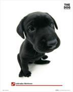 Mini Posters art print