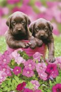 Maxi Posters art print