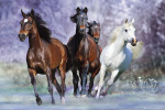 Langrish - Running art print