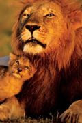 Lion and cub art print
