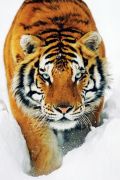 Tiger snow art print