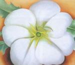 White Flower on Red Earth, No 1 art print