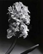 Len Prince art print