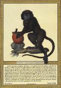 Tavola art print
