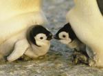 Cuccioli art print