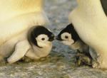 Cuccioli art print