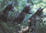 Grey Wolves, Wichita - Kansas art print