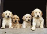 Cuccioli art print