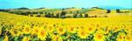 Philip Enticknap art print