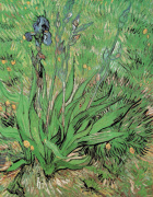 Vincent Van Gogh art print