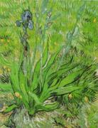 Vincent Van Gogh art print