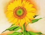 A Sunflower from Maggie, 1937 art print