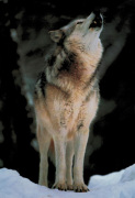 Art Wolfe art print