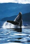 Art Wolfe art print