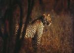 Art Wolfe art print