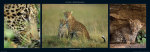M & C Denise Hout art print