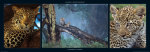M & C Denise Hout art print