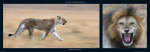 M & C Denise Hout art print