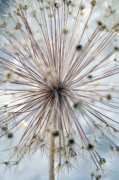 Julie Pigula art print