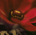 Jane Ann Butler art print
