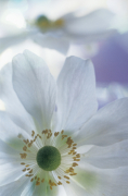 Grace Carlon art print