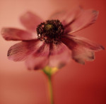Jane Ann Butler art print