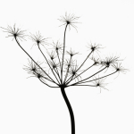 Captureworx art print