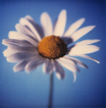Anna Halm-Schudel art print