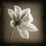 Captureworx art print