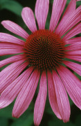 Rosemary Calvert art print