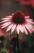 Rosemary Calvert art print