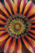 Dave Tully art print