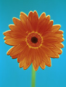 Gill Orsman art print