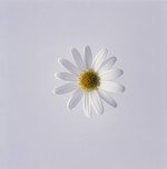 Carol Sharp art print